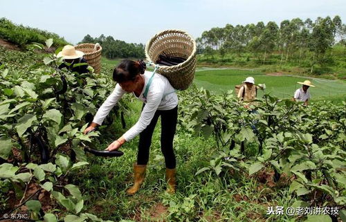 農(nóng)藥植保 菜農(nóng)常用的23種農(nóng)藥，務(wù)必要搞清楚，避免產(chǎn)生藥害